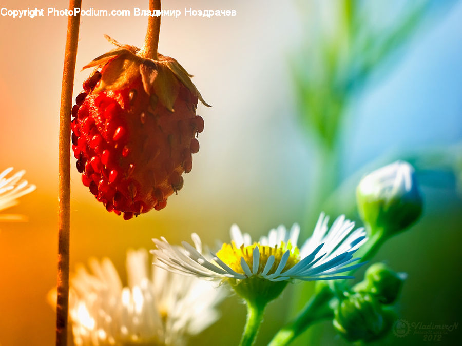 Ornament, Fruit, Blossom, Flora, Flower, Plant, Geranium