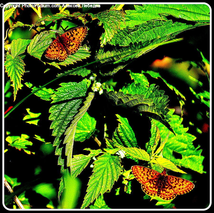 Fern, Plant, Blossom, Flora, Flower, Conifer, Fir