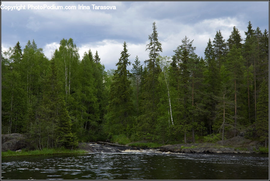 Conifer, Fir, Plant, Tree, Spruce, Wood, Forest