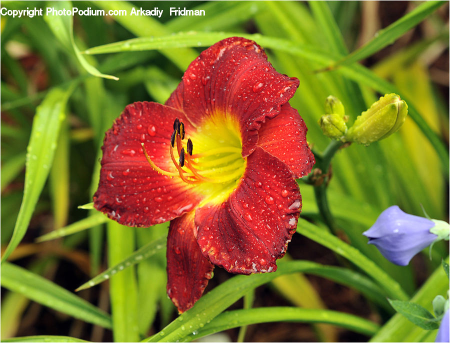 Flora, Flower, Gladiolus, Plant, Blossom, Geranium, Violet