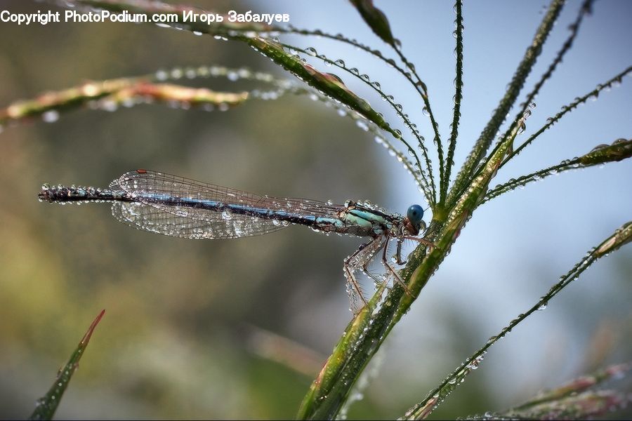 Anisoptera, Dragonfly, Insect, Invertebrate, Conifer, Fir, Plant