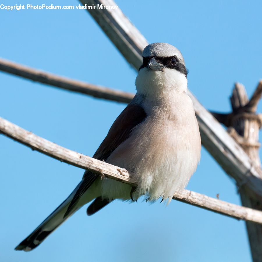 Bird, Swallow, Blue Jay, Bluebird, Jay