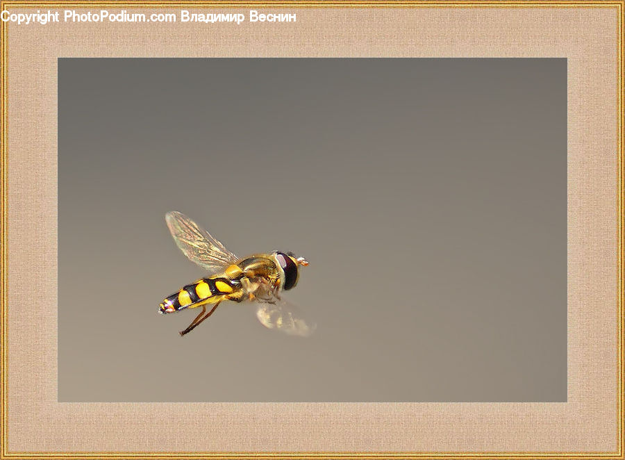 Bee, Hornet, Insect, Invertebrate, Wasp, Emblem, Logo