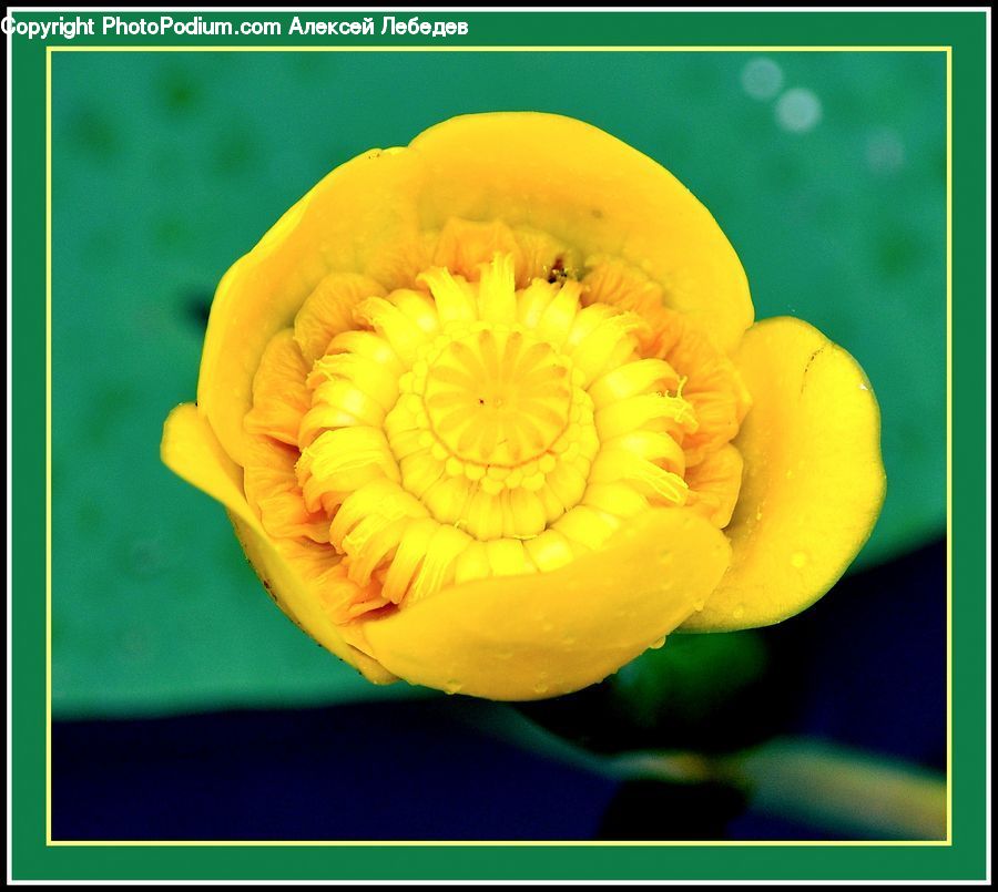 Blossom, Flora, Flower, Plant, Fruit, Melon, Cactus
