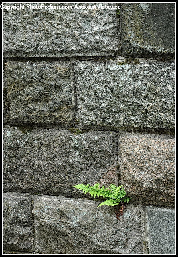 Fern, Plant, Pavement, Brick, Asphalt, Tarmac, Moss