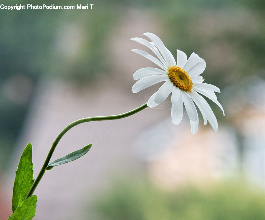 Daisies, Daisy, Flower, Plant, Cosmos, Blossom, Flora