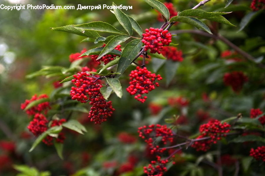Plant, Potted Plant, Bush, Vegetation, Blossom, Flora, Flower