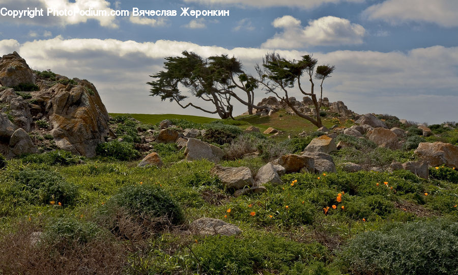 Plant, Vegetation, Rock, Bush, Outdoors, Field, Grass