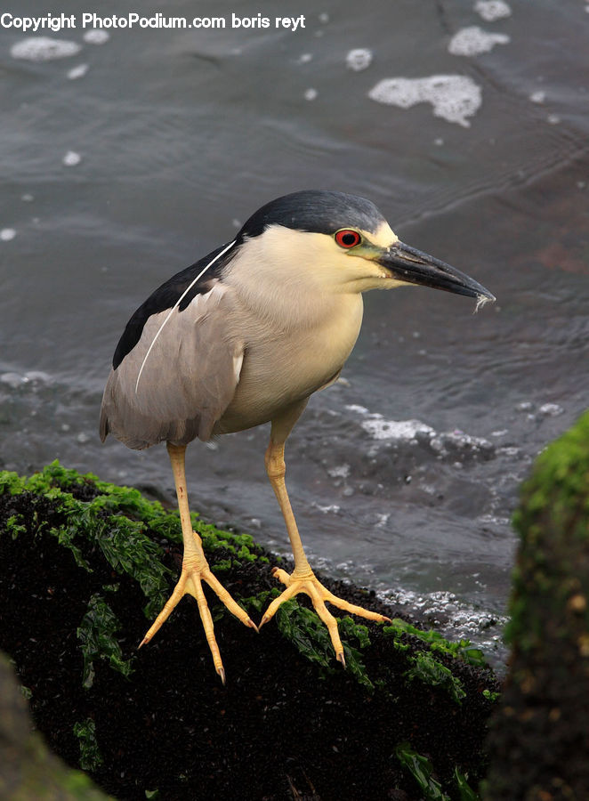 Plant, Potted Plant, Ardeidae, Bird, Crane Bird, Heron, Stork