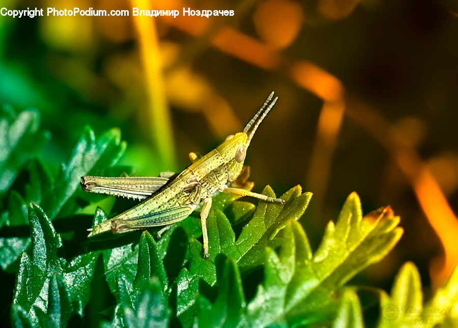 Cricket Insect, Grasshopper, Insect, Invertebrate, Fire, Flame