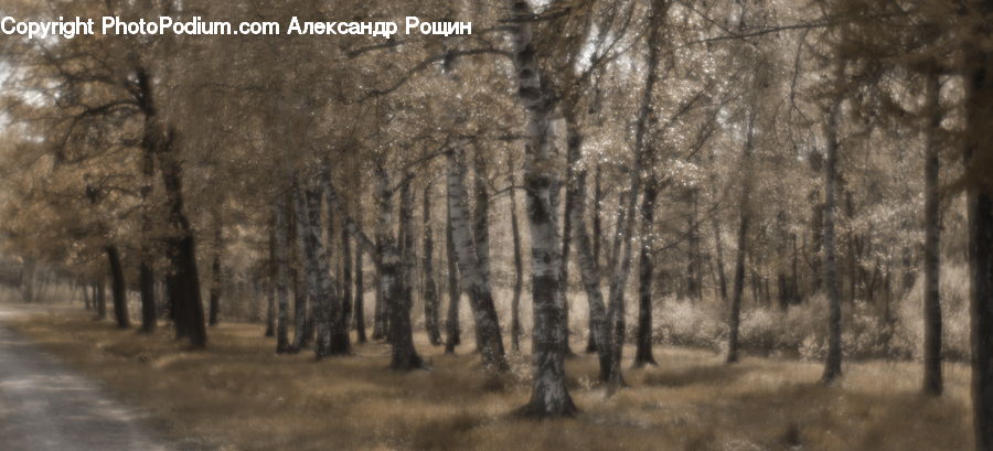 Birch, Tree, Wood, Forest, Vegetation, Grove, Land