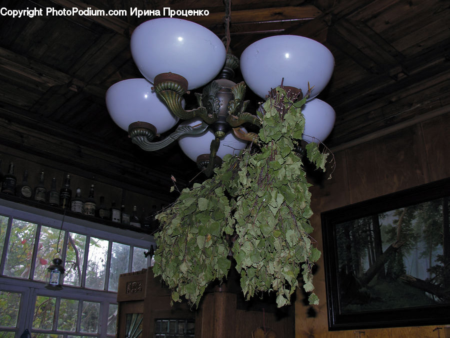 Light Fixture, Plant, Potted Plant, Ivy, Vine, Fog, Forest