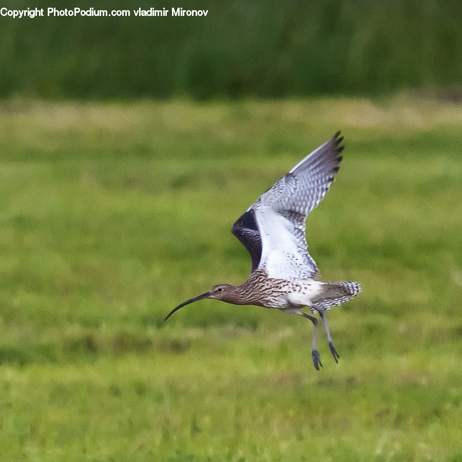 Ardeidae, Bird, Crane Bird, Heron, Beak, Buzzard, Harrier