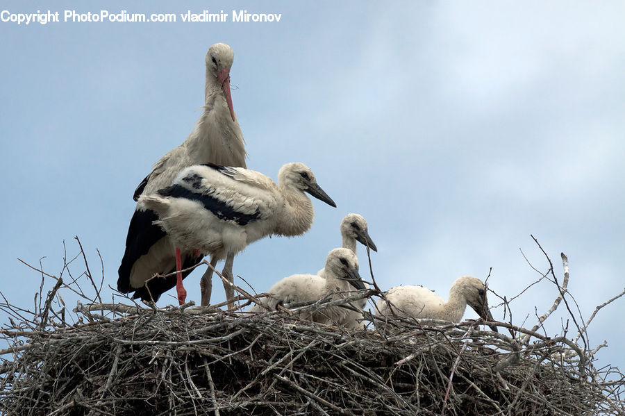 Bird, Stork, Booby, Dove, Pigeon, Pelican, Beak