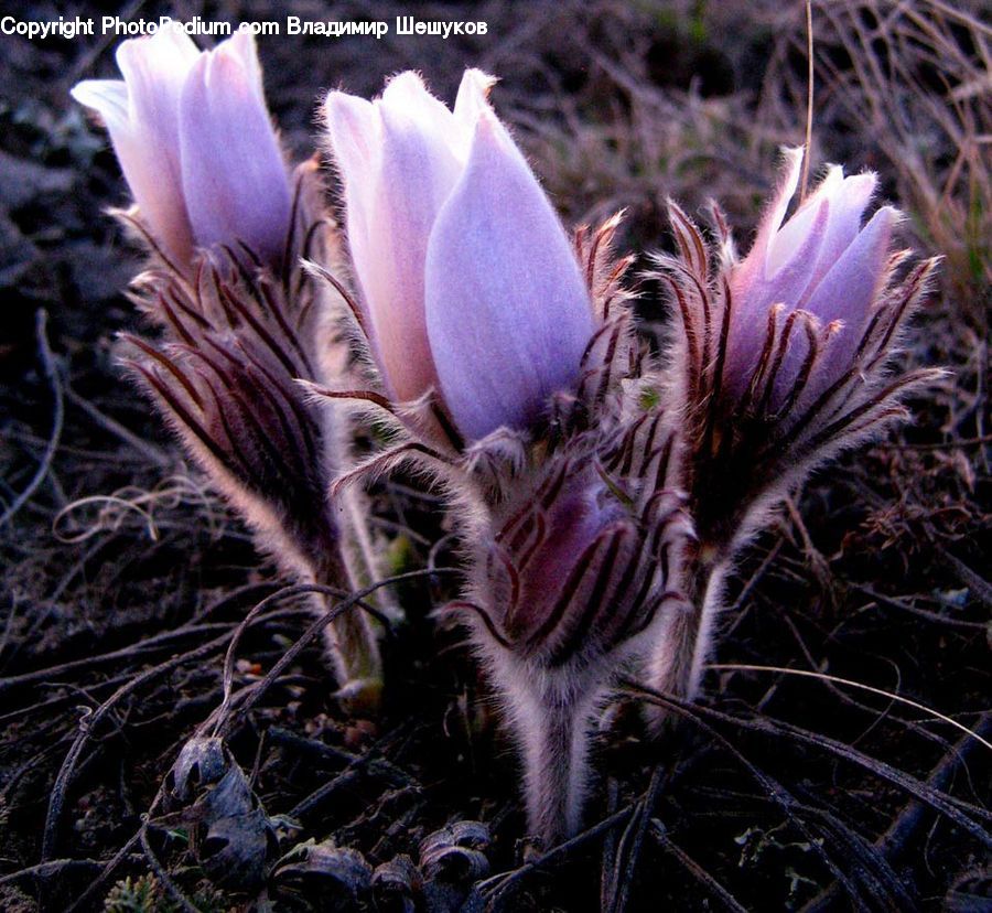 Blossom, Crocus, Flora, Flower, Plant, Iris, Petal