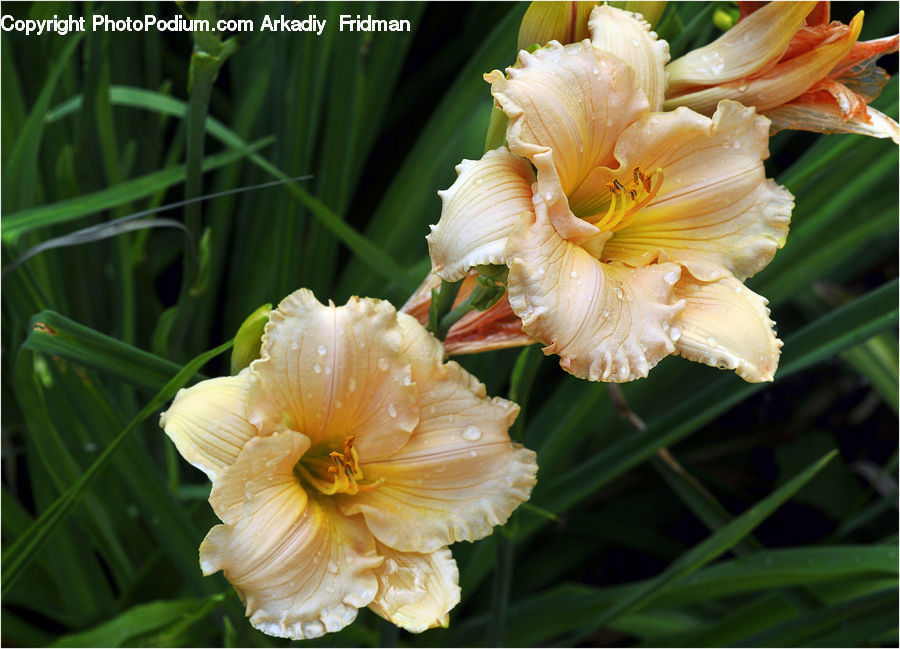 Flora, Flower, Gladiolus, Plant, Blossom, Carnation, Flower Arrangement