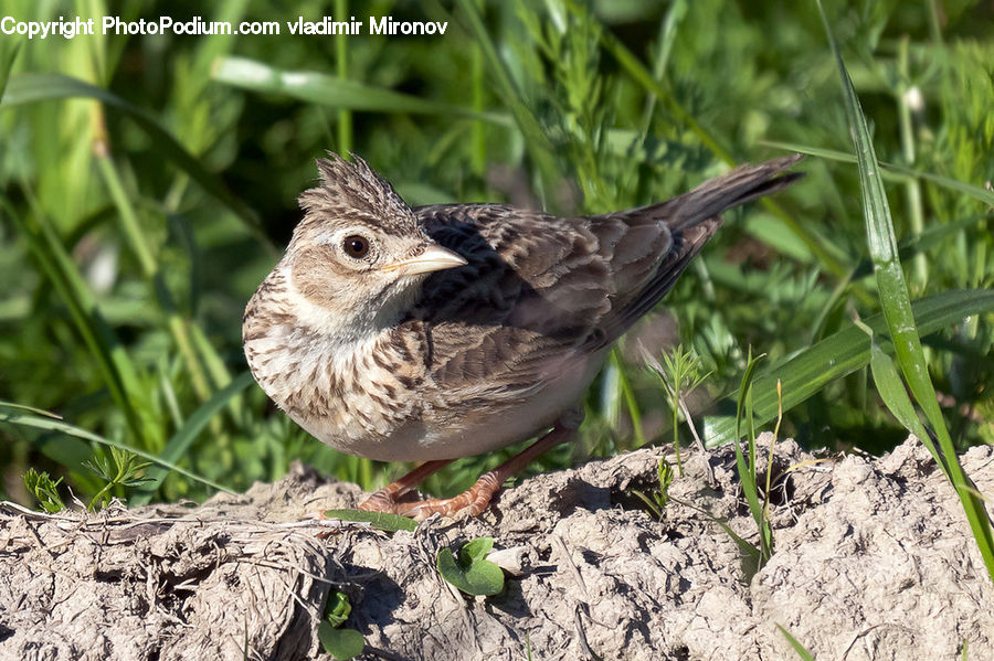 Bird, Sparrow, Blackbird, Soil, Anthus, Plant, Beak
