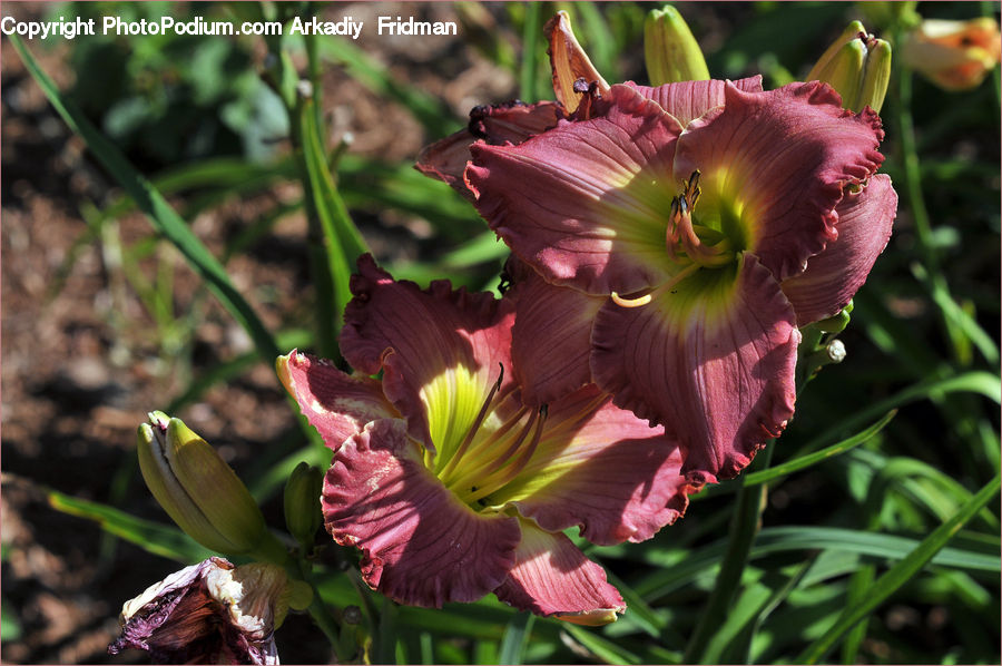 Flora, Flower, Gladiolus, Plant, Blossom, Tulip, Geranium
