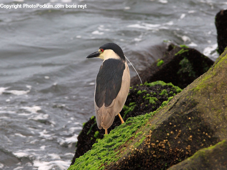 Bird, King Penguin, Penguin, Beak, Booby