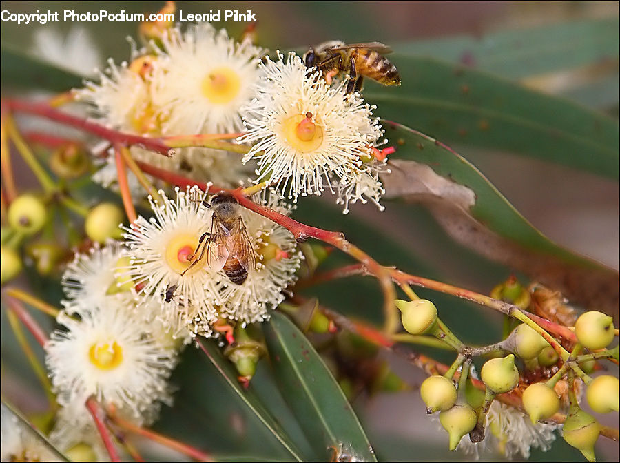 Acorn, Plant, Seed, Aster, Blossom, Flower, Flora