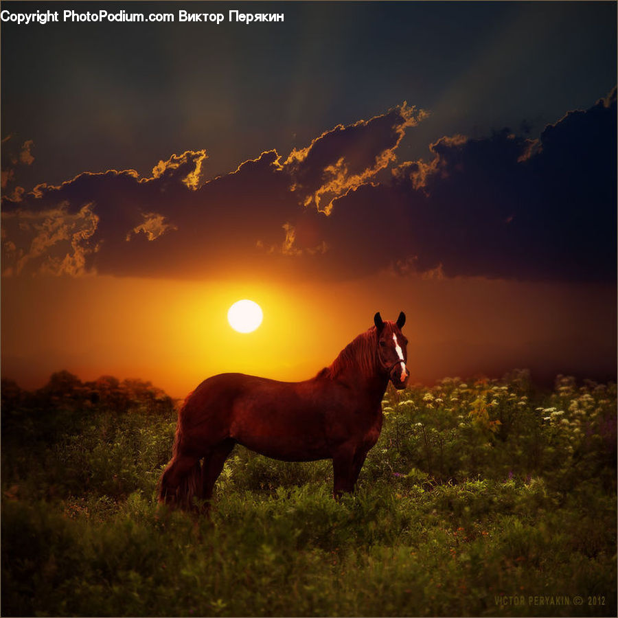 Animal, Colt Horse, Foal, Horse, Mammal, Flare, Light