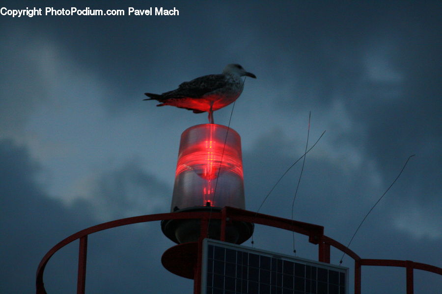 Lamp Post, Pole, Beacon, Building, Lighthouse, Water Tower, Bird