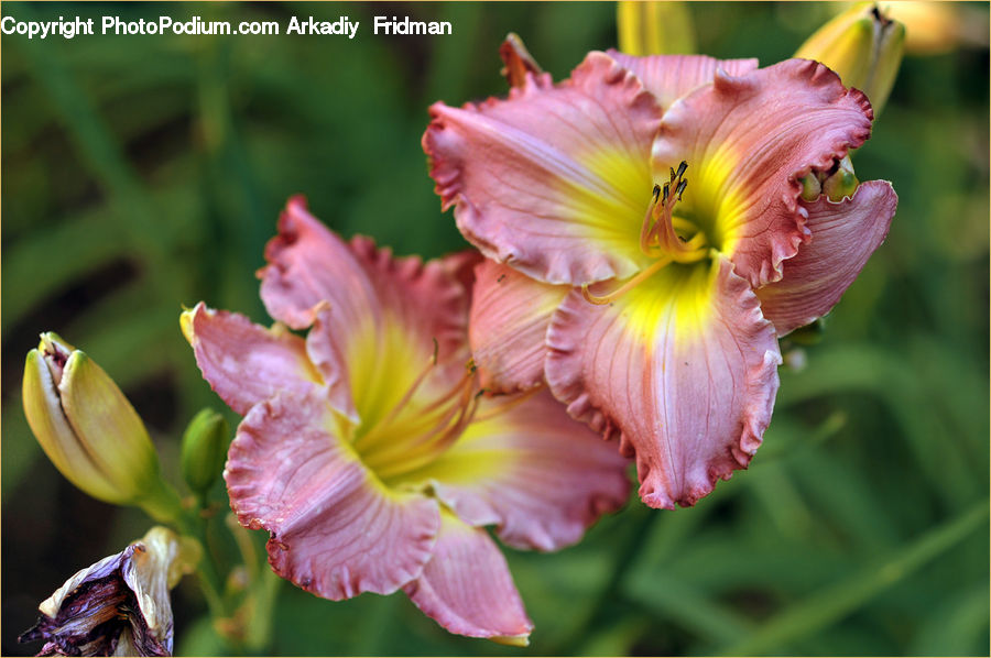 Flora, Flower, Gladiolus, Plant, Bud, Blossom, Lily