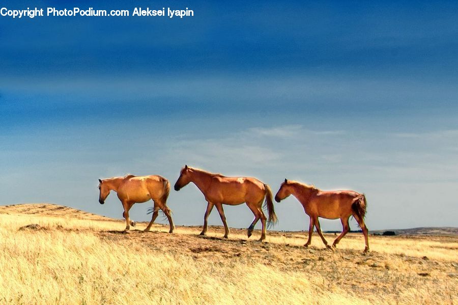 Animal, Horse, Mammal, Countryside, Farm, Pasture, Ranch