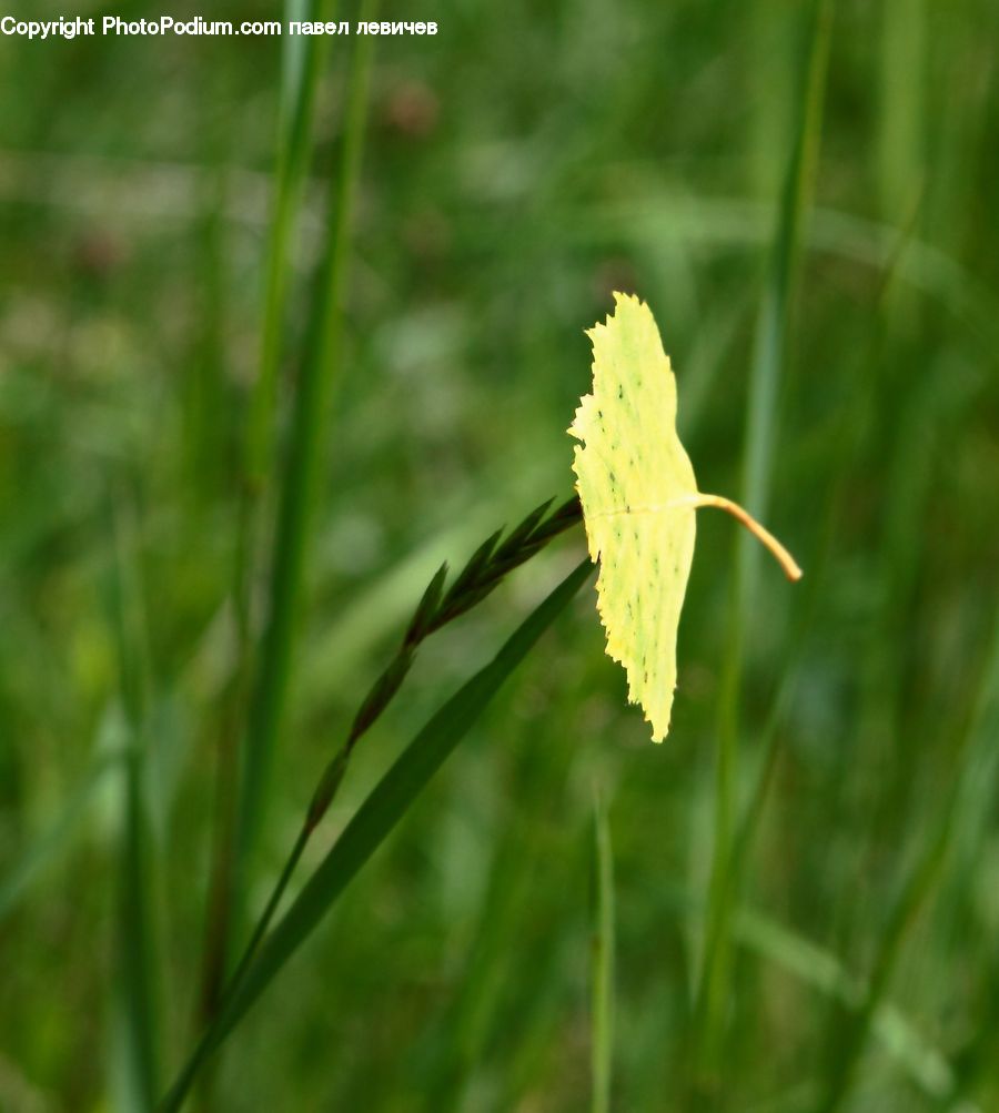 Field, Grass, Grassland, Plant, Blossom, Flora, Flower