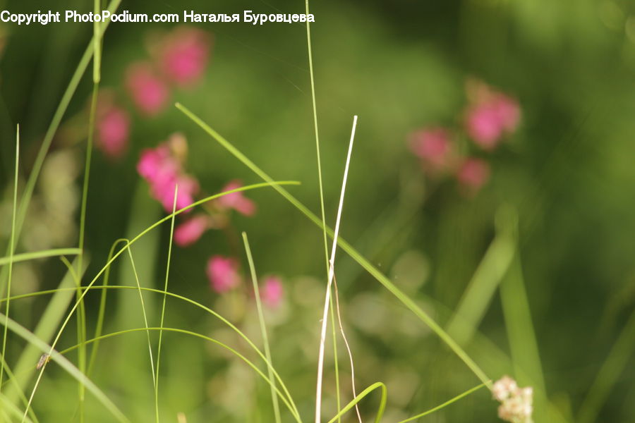 Field, Grass, Grassland, Plant, Cosmos, Blossom, Flora