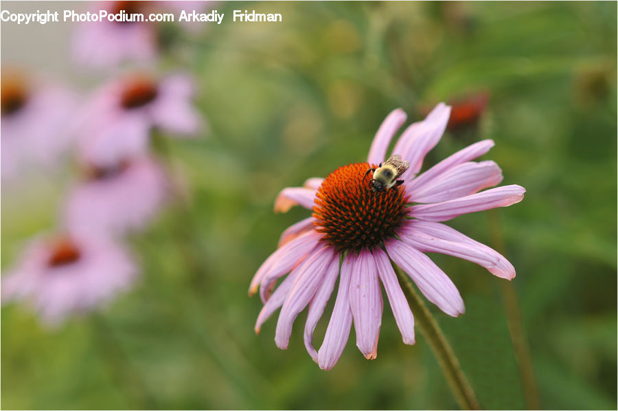 Daisies, Daisy, Flower, Plant, Aster, Blossom, Flora