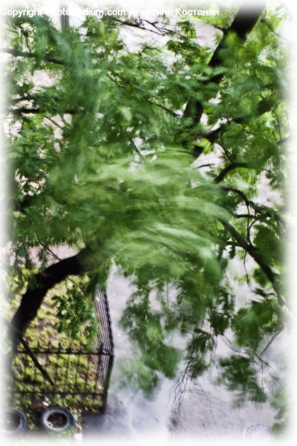 Conifer, Fir, Plant, Tree, Fern, Bonsai, Potted Plant