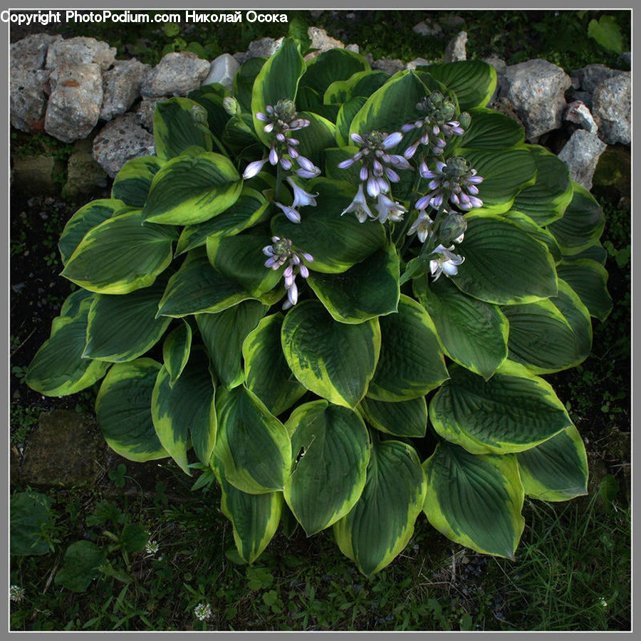 Blossom, Flower, Lilac, Plant, Herbal, Herbs, Planter