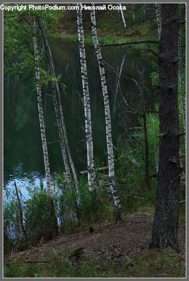 Birch, Tree, Wood, Forest, Vegetation, Conifer, Fir