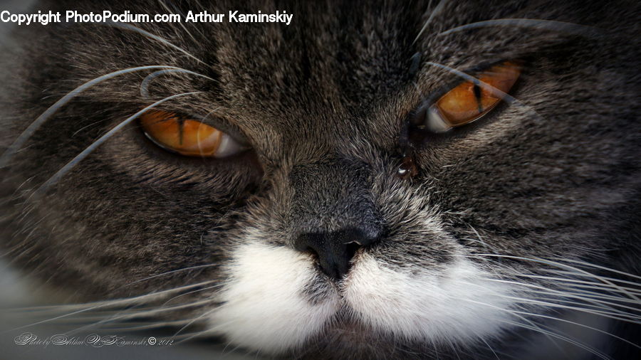 Animal, Pet, Abyssinian, Cat, Mammal, Face, Selfie