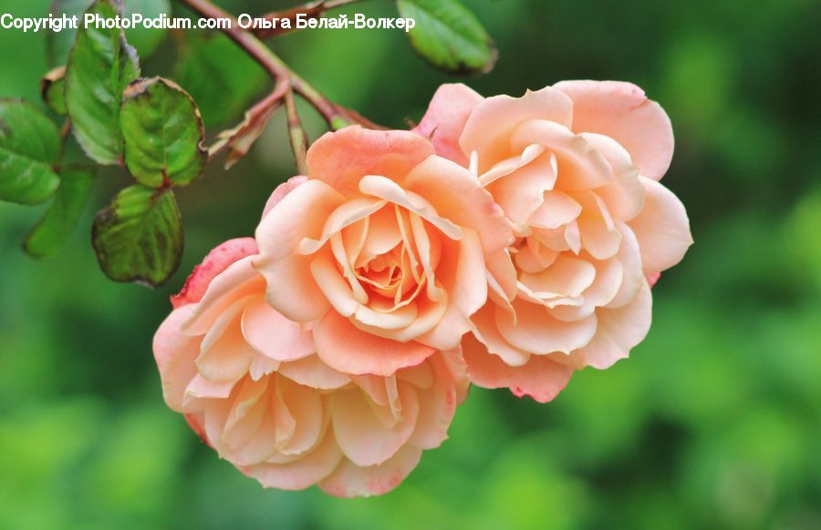 Blossom, Flora, Flower, Geranium, Plant, Dahlia, Carnation