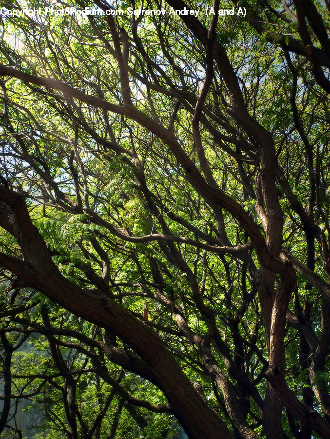 Oak, Tree, Wood, Forest, Jungle, Rainforest, Vegetation
