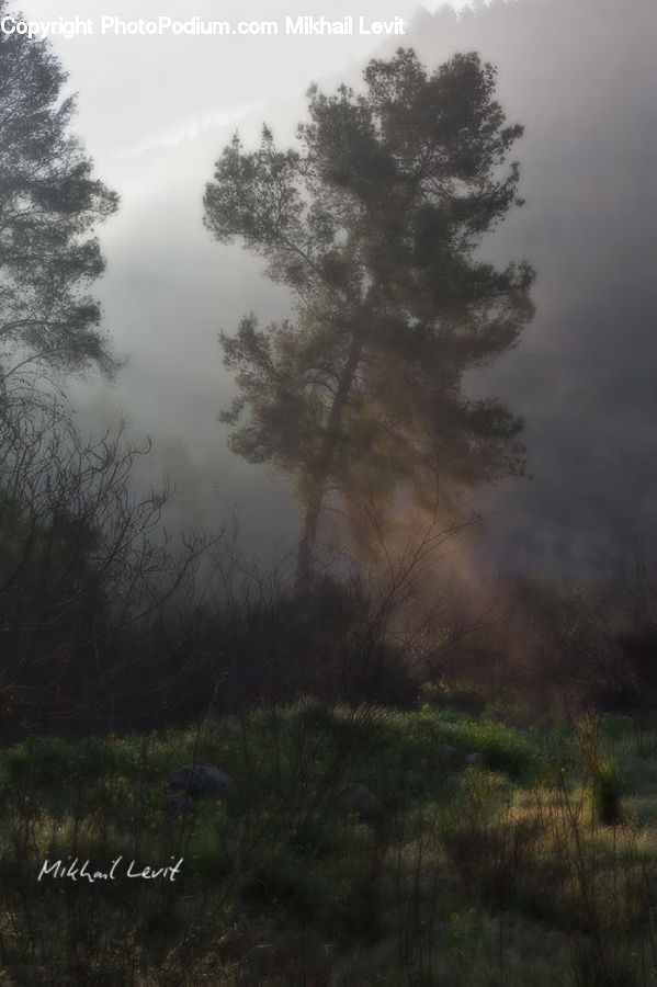 Fog, Mist, Outdoors, Conifer, Fir, Plant, Tree