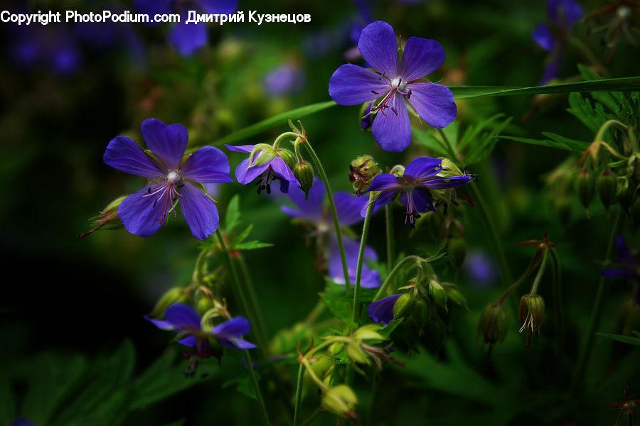 Blossom, Flora, Flower, Geranium, Plant, Violet, Aquilegia