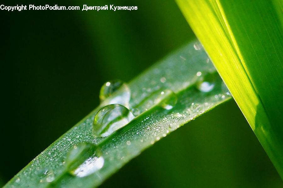 Droplet, Amphibian, Frog, Tree Frog, Wildlife, Field, Grass