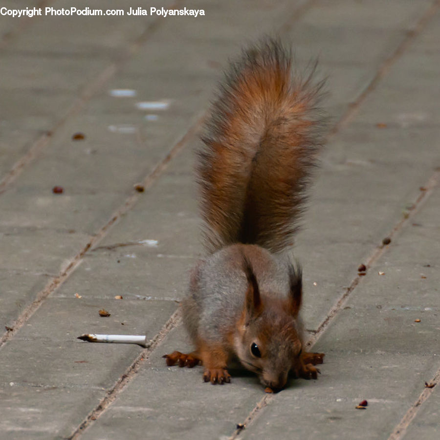 Animal, Mammal, Rodent, Squirrel, Canine, Fox, Grey Fox