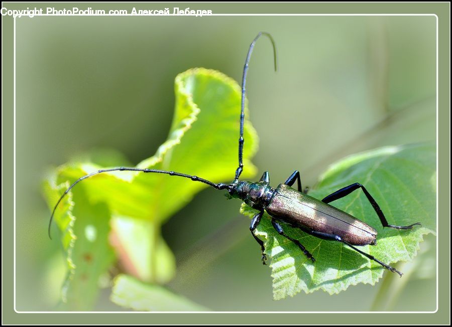 Cricket Insect, Grasshopper, Insect, Invertebrate, Aphid, Asilidae, Andrena