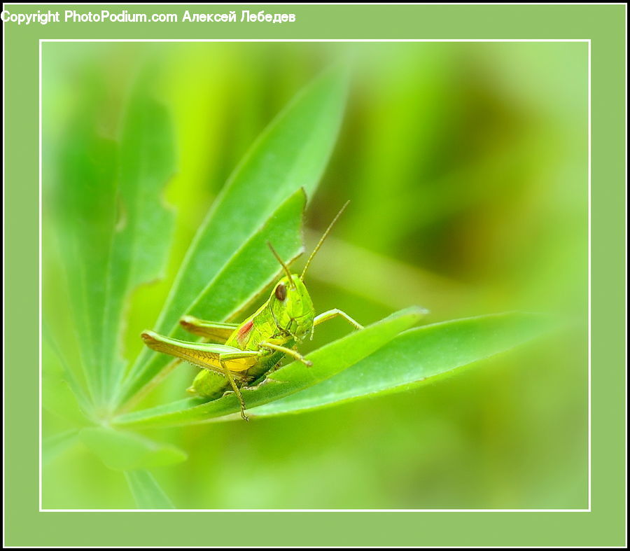 Cricket Insect, Grasshopper, Insect, Invertebrate
