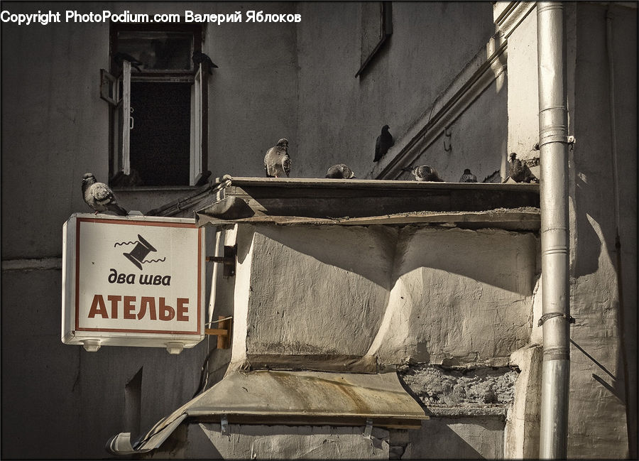 Bird, Pigeon, Column, Pillar, Box, Crate, Alley