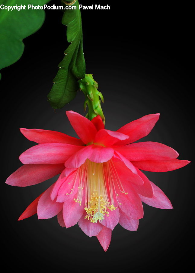 Flora, Flower, Gladiolus, Plant, Blossom, Geranium, Dahlia