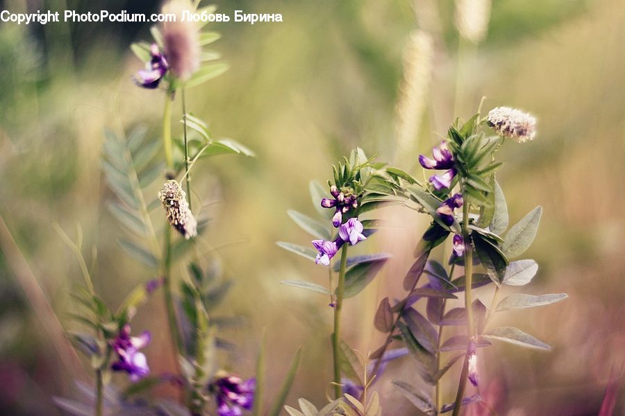 Plant, Potted Plant, Lavender, Aster, Blossom, Flower, Flora