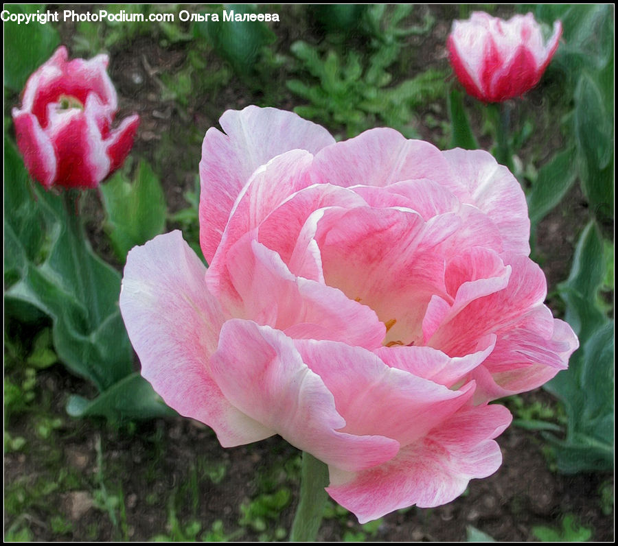 Blossom, Carnation, Flower, Plant, Peony, Rose, Flora