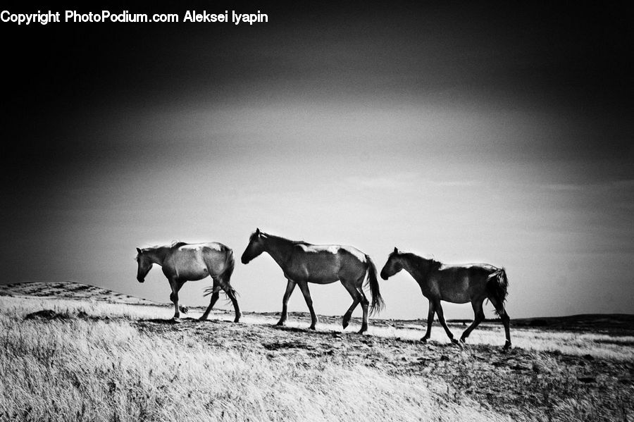 Animal, Horse, Mammal, Antelope, Gazelle, Impala, Stallion