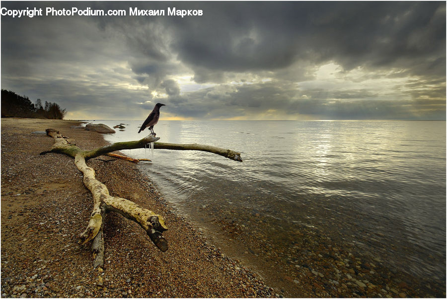 Bird, Booby, Beach, Coast, Outdoors, Sea, Water