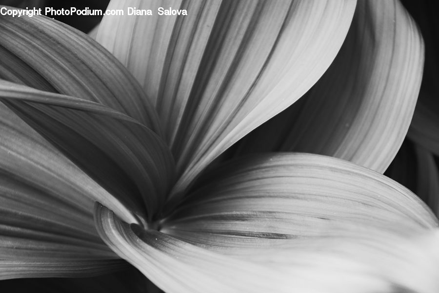 Blossom, Flora, Flower, Plant, Fiber, Flax, Petal